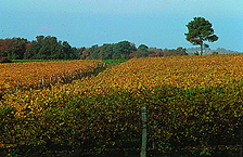 paysage-vignes